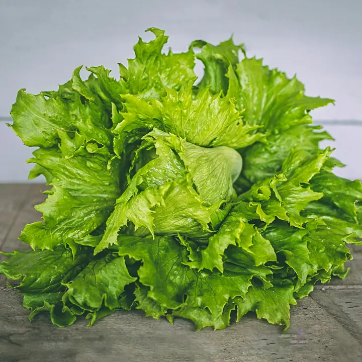 Une laitue verte frisée, feuilles ouvertes.