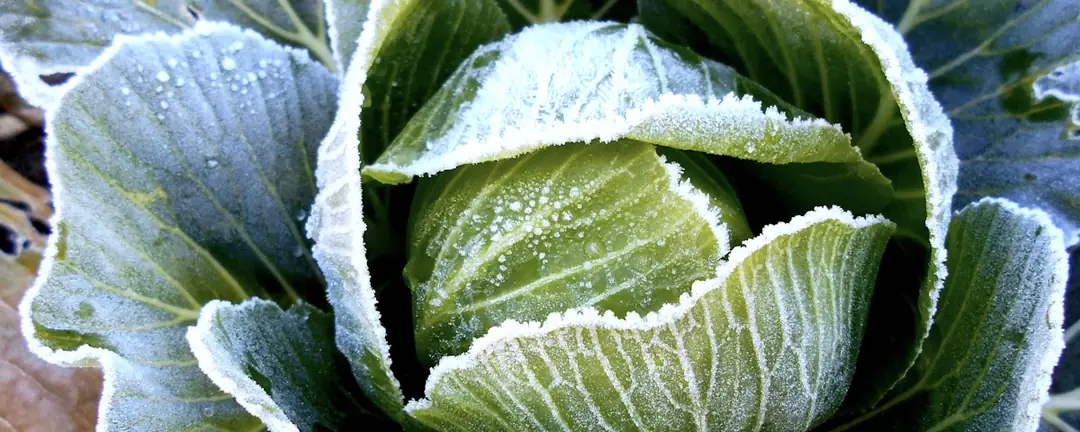 Un chou vert couvert de givre, au petit matin d'hiver.
