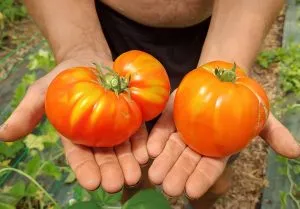 Deux grosses tomates anciennes tenues à deux mains sous la serre.